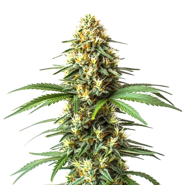 Super Critical (Bilbo) Schnellversion (Blimburn Seeds) – offizielles Produktbild
