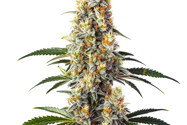 Super Glue (Blimburn Seeds) – offizielles Produktbild