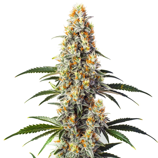 Super Glue (Blimburn Seeds) – offizielles Produktbild