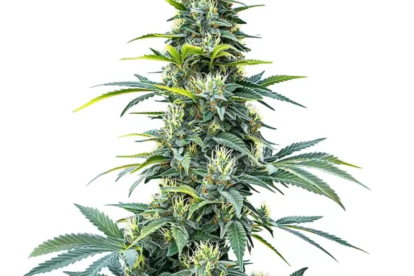 Super Silver Haze Auto (Blimburn Seeds) – offizielles Produktbild