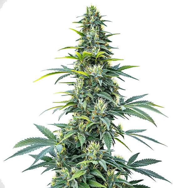 Super Silver Haze Auto (Blimburn Seeds) – offizielles Produktbild