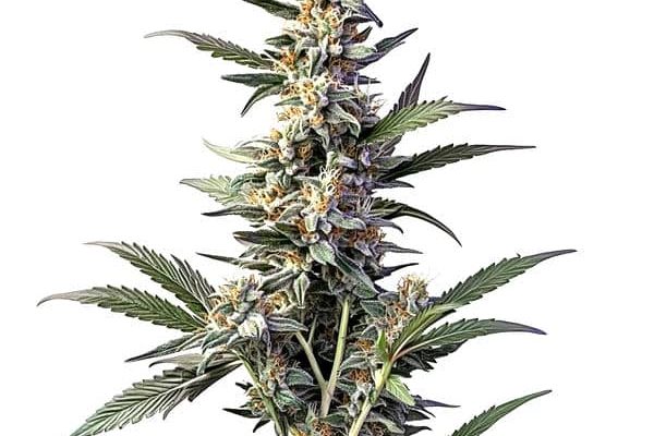 Sweet Afghan Delicious Auto F1 (Blimburn Seeds) – offizielles Produktbild