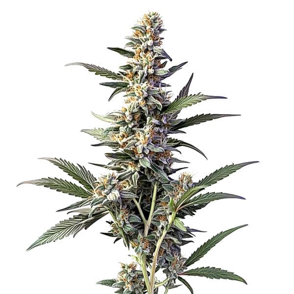 Sweet Afghan Delicious Auto F1 (Blimburn Seeds) – offizielles Produktbild
