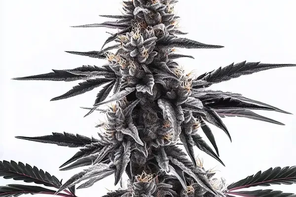 Sweet Black Rose Regulär (Blimburn Seeds) – offizielles Produktbild