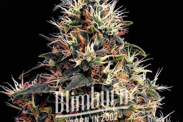 Sweet Kush (Blimburn Seeds) – offizielles Produktbild