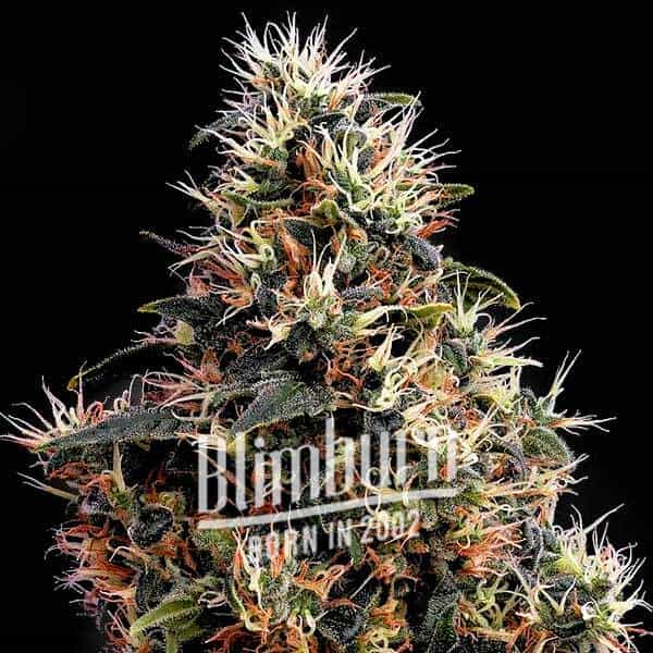 Sweet Kush (Blimburn Seeds) – offizielles Produktbild