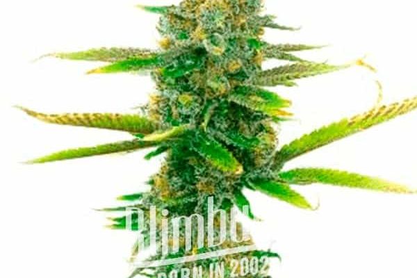 Sweet Tooth Regulär (Blimburn Seeds) – offizielles Produktbild