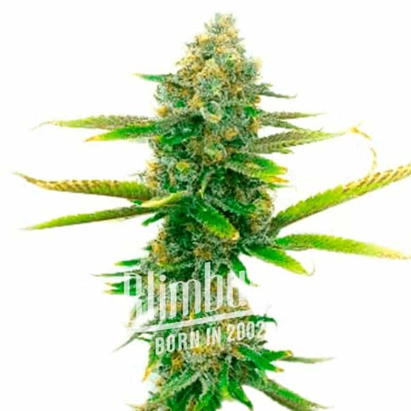 Sweet Tooth Regulär (Blimburn Seeds) – offizielles Produktbild