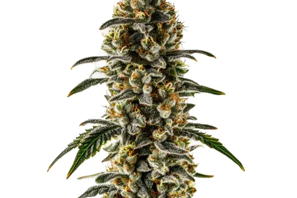 Sweet Zombie (Blimburn Seeds) – offizielles Produktbild