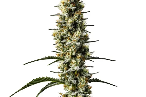 Sweet Zombie Auto (Blimburn Seeds) – offizielles Produktbild
