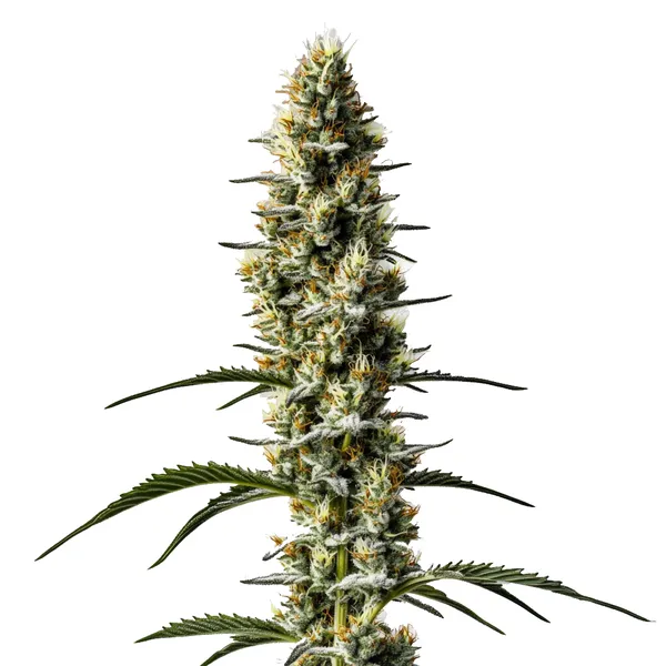 Sweet Zombie Auto (Blimburn Seeds) – offizielles Produktbild