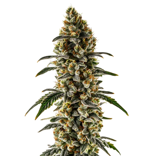 Sweet Zombie (Blimburn Seeds) – offizielles Produktbild