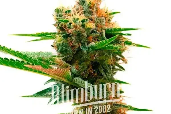Sweet Island (Blimburn Seeds) – offizielles Produktbild