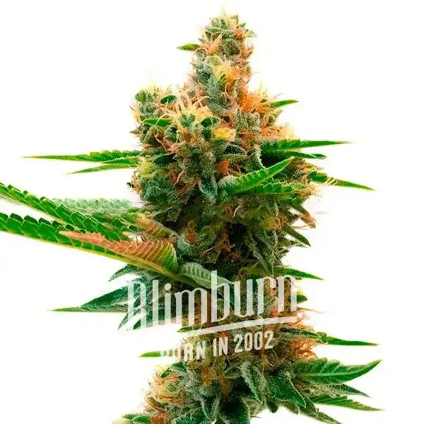 Sweet Island (Blimburn Seeds) – offizielles Produktbild