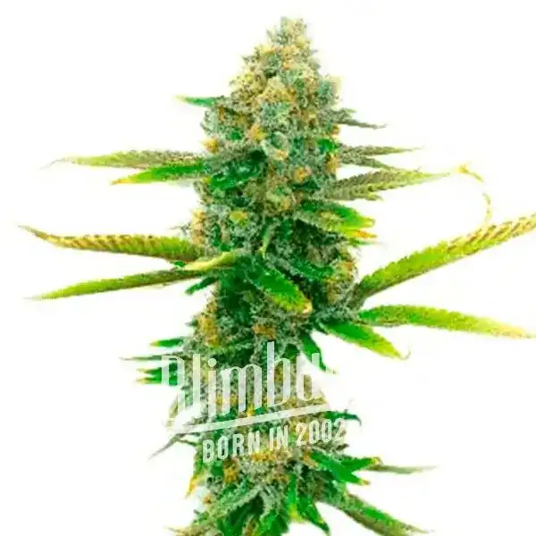 Sweet Tooth (Blimburn Seeds) – offizielles Produktbild
