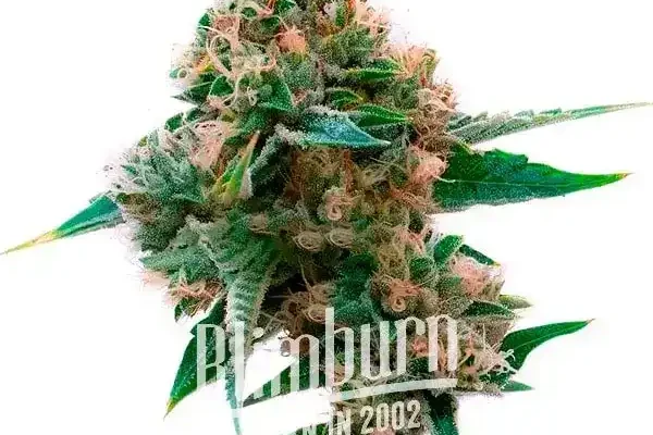 Sweet Tooth x Gorilla Glue (Blimburn Seeds) – offizielles Produktbild