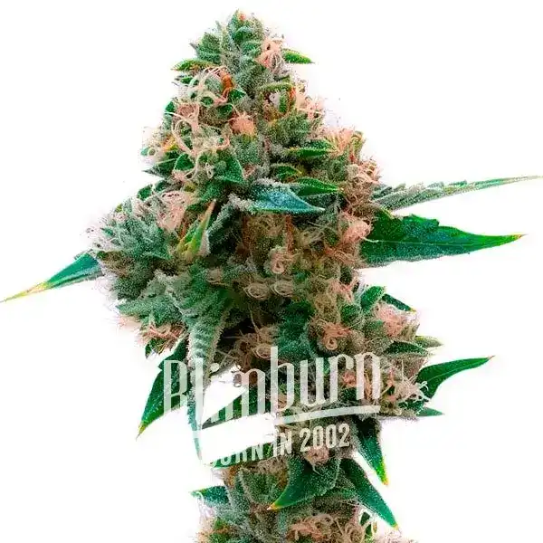 Sweet Tooth x Gorilla Glue (Blimburn Seeds) – offizielles Produktbild