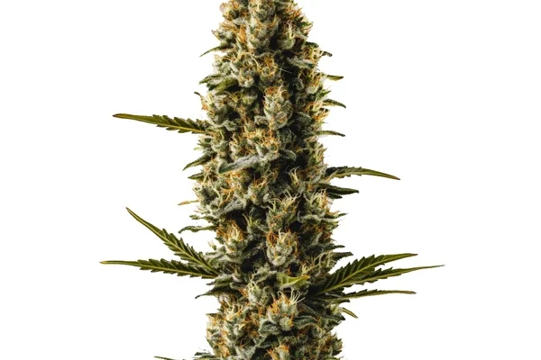 Sweety Auto (Blimburn Seeds) – offizielles Produktbild