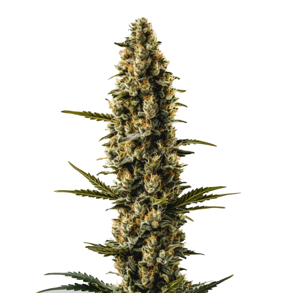 Sweety Auto (Blimburn Seeds) – offizielles Produktbild