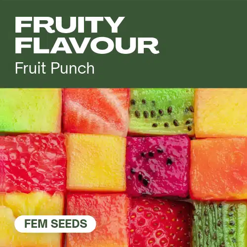 Fruchtiger Geschmack (Blimburn Seeds) – offizielles Produktbild
