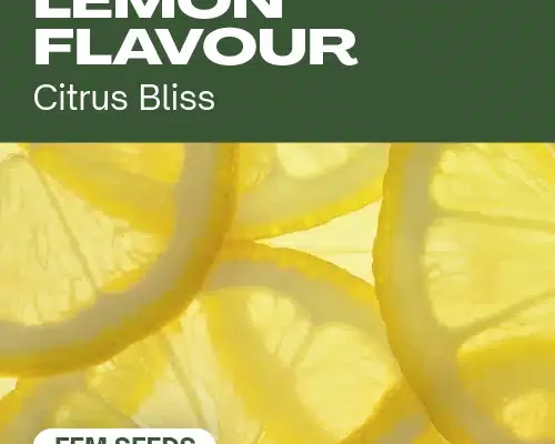 Zitronengeschmack (Blimburn Seeds) – offizielles Produktbild