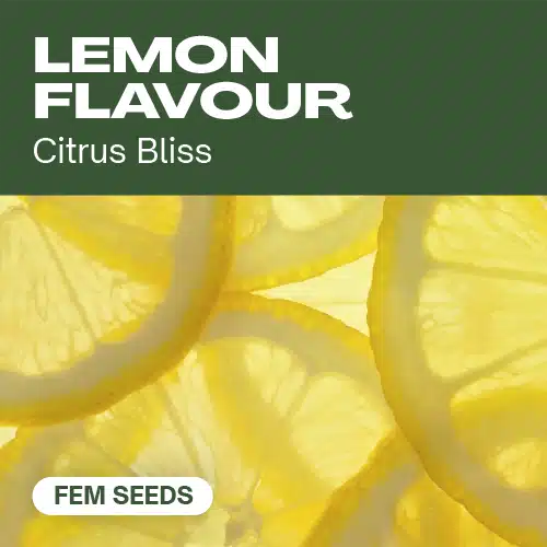 Zitronengeschmack (Blimburn Seeds) – offizielles Produktbild