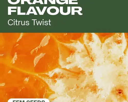 Orangengeschmack (Blimburn Seeds) – offizielles Produktbild