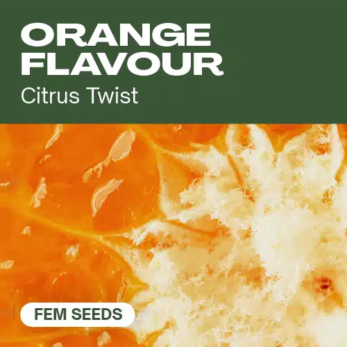 Orangengeschmack (Blimburn Seeds) – offizielles Produktbild
