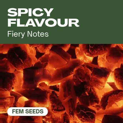 Würziger Geschmack (Blimburn Seeds) – offizielles Produktbild