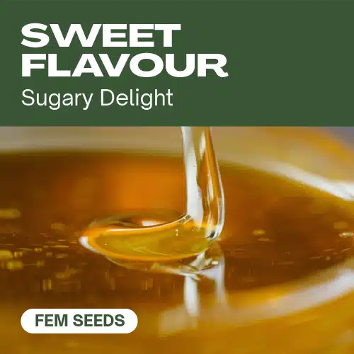 Süßer Geschmack (Blimburn Seeds) – offizielles Produktbild