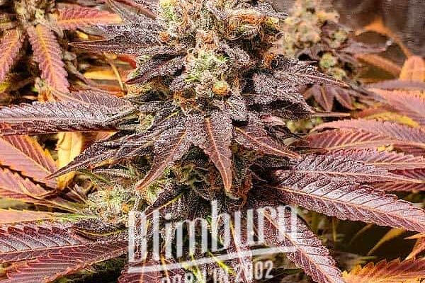 Tahoe Banana Sherbet (Blimburn Seeds) – offizielles Produktbild