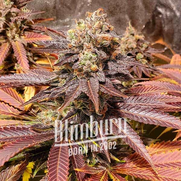 Tahoe Banana Sherbet (Blimburn Seeds) – offizielles Produktbild