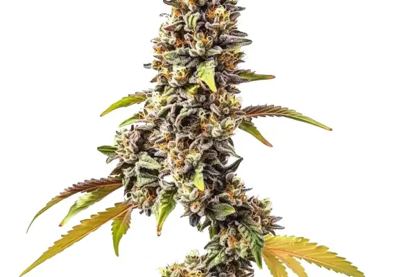 Tahoe OG Auto (Blimburn Seeds) – offizielles Produktbild