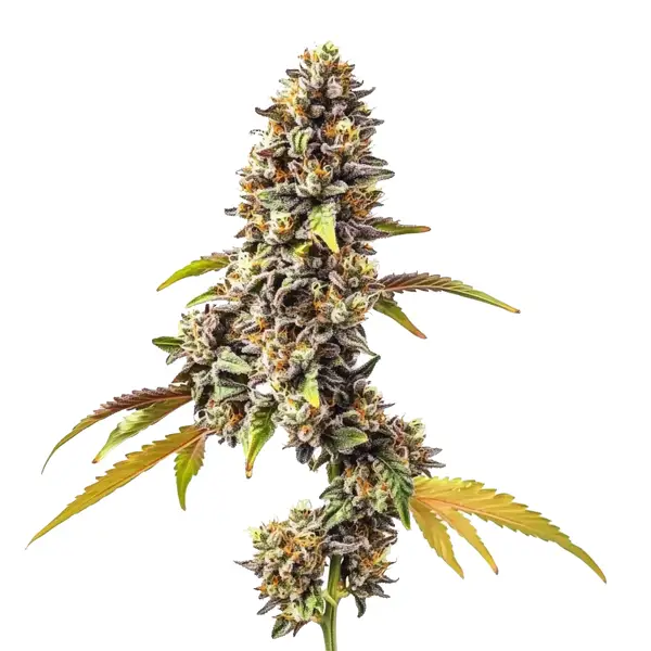 Tahoe OG Auto (Blimburn Seeds) – offizielles Produktbild