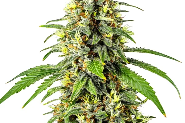 Tahoe Kush (Blimburn Seeds) – offizielles Produktbild