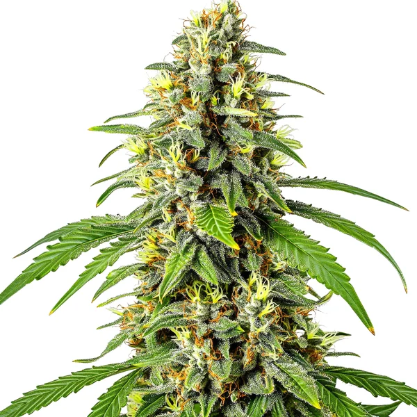 Tahoe Kush (Blimburn Seeds) – offizielles Produktbild