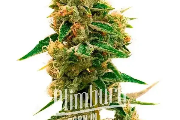 Tangie x Chocolope (Blimburn Seeds) – offizielles Produktbild
