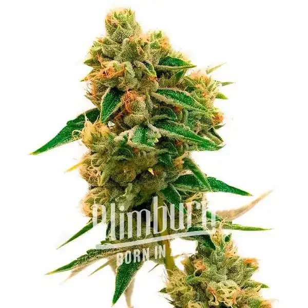 Tangie x Chocolope (Blimburn Seeds) – offizielles Produktbild