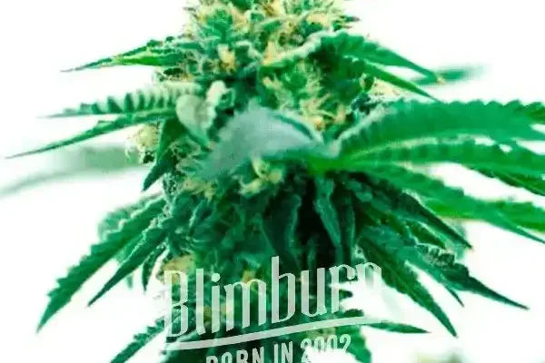 Taskenti (Blimburn Seeds) – offizielles Produktbild