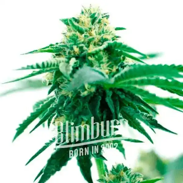 Taskenti (Blimburn Seeds) – offizielles Produktbild