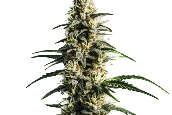 Thai Fantasy (Blimburn Seeds) – offizielles Produktbild