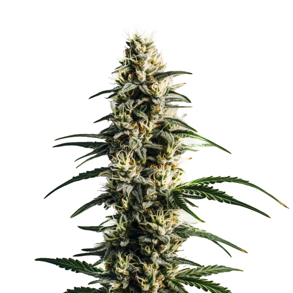 Thai Fantasy (Blimburn Seeds) – offizielles Produktbild