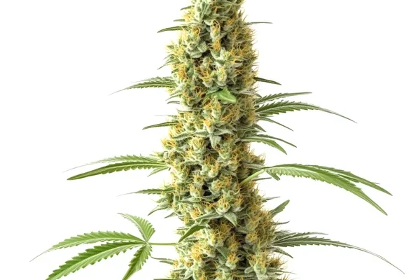 Tijuana (Blimburn Seeds) – offizielles Produktbild