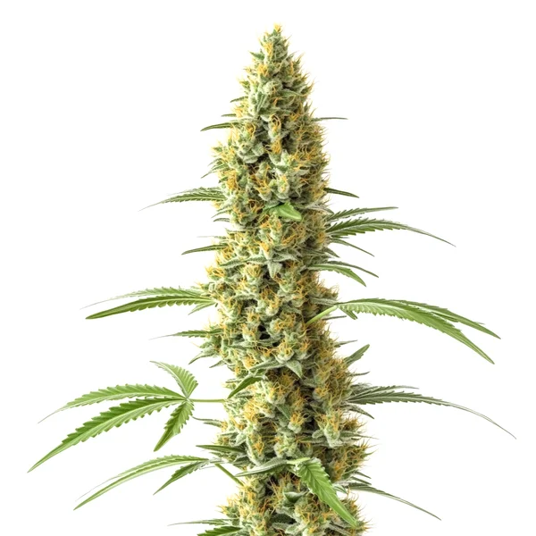 Tijuana (Blimburn Seeds) – offizielles Produktbild