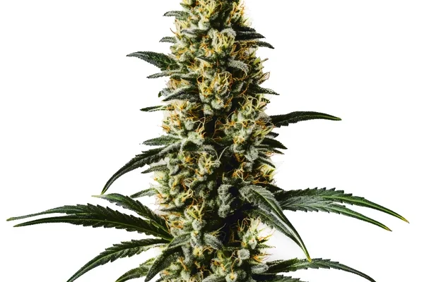 Top 44 (Blimburn Seeds) – offizielles Produktbild