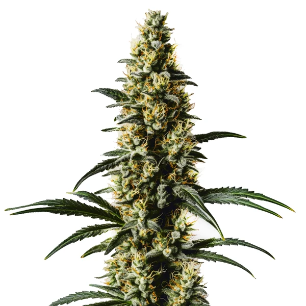 Top 44 (Blimburn Seeds) – offizielles Produktbild