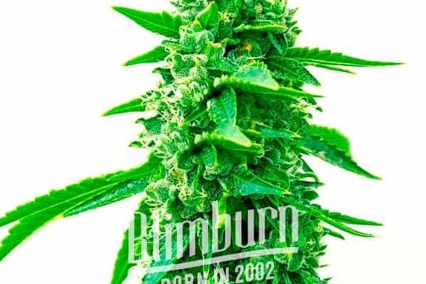 Maxigom Auto (Blimburn Seeds) – offizielles Produktbild