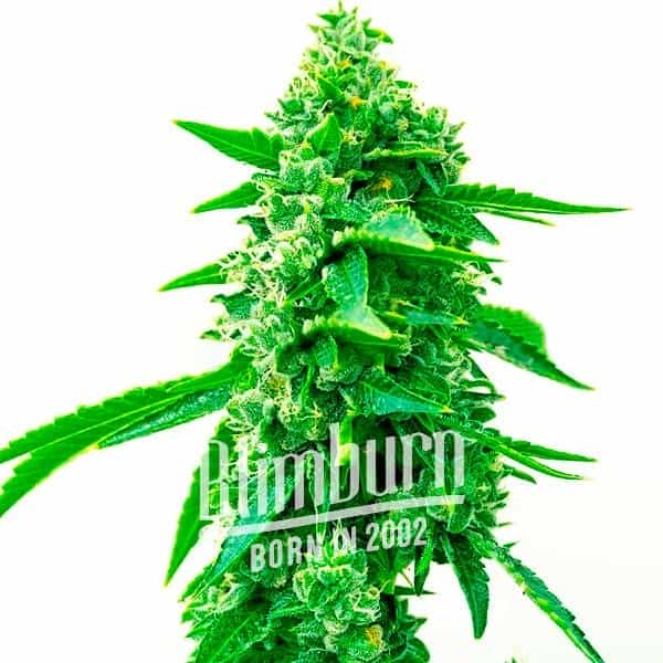Maxigom Auto (Blimburn Seeds) – offizielles Produktbild