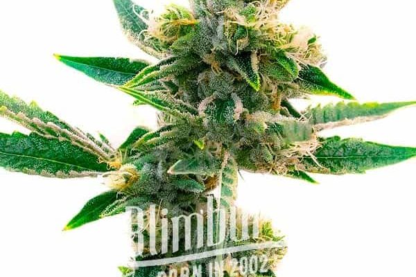 Triangle Kush Regulär (Blimburn Seeds) – offizielles Produktbild