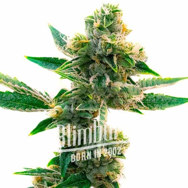 Triangle Kush Regulär (Blimburn Seeds) – offizielles Produktbild
